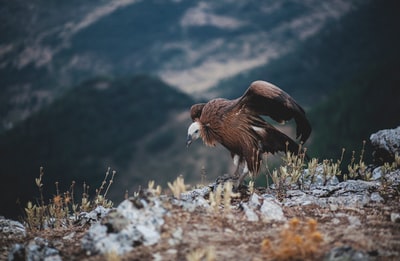 白天站在山附近地面上的棕色鸟